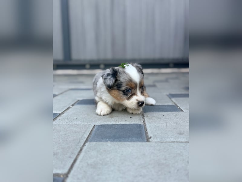 Miniature American Shepherd Hündin – Blue Merle – ausgeglichene Arbeitslinien