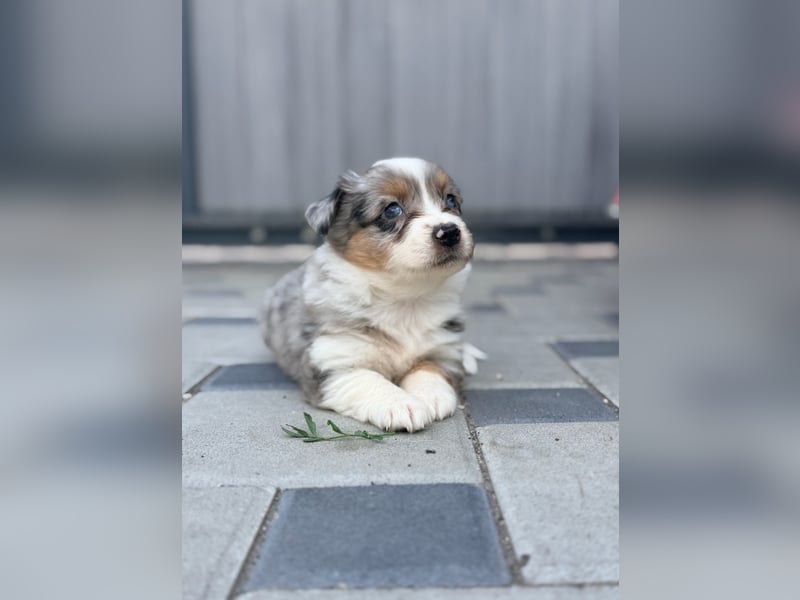 Miniature American Shepherd Hündin – Blue Merle – ausgeglichene Arbeitslinien