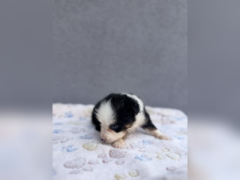 Miniature American Shepherd Hündinnen – Toy Größe – blaue Augen – kleine Linie