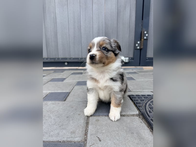 Miniature American Shepherd Hündin – Blue Merle – ausgeglichene Arbeitslinien