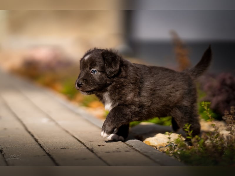 Miniature American Shepherd Welpen – Atypic Merle, Cryptic Merle & Lilac – Hündinnen und Rüde