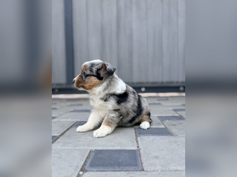 Miniature American Shepherd Hündin – Blue Merle – ausgeglichene Arbeitslinien
