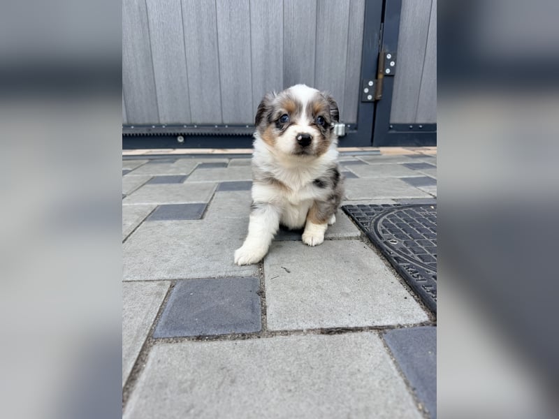 Miniature American Shepherd Hündin – Blue Merle – ausgeglichene Arbeitslinien