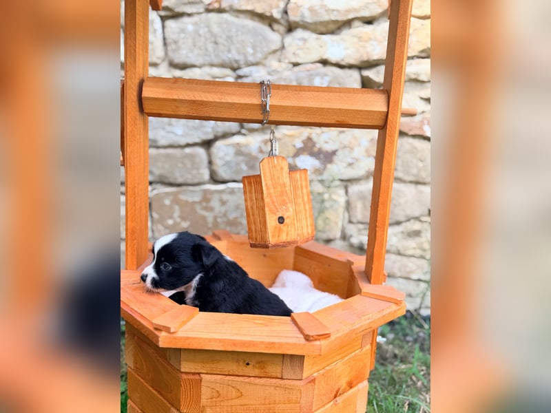 Miniature American Shepherd – Black Bicolor – blaues Auge