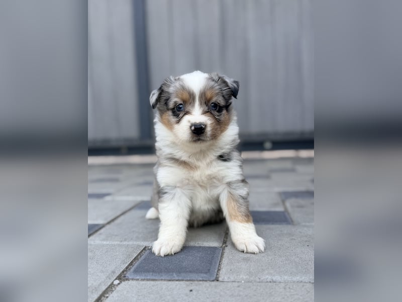 Miniature American Shepherd Hündin – Blue Merle – ausgeglichene Arbeitslinien