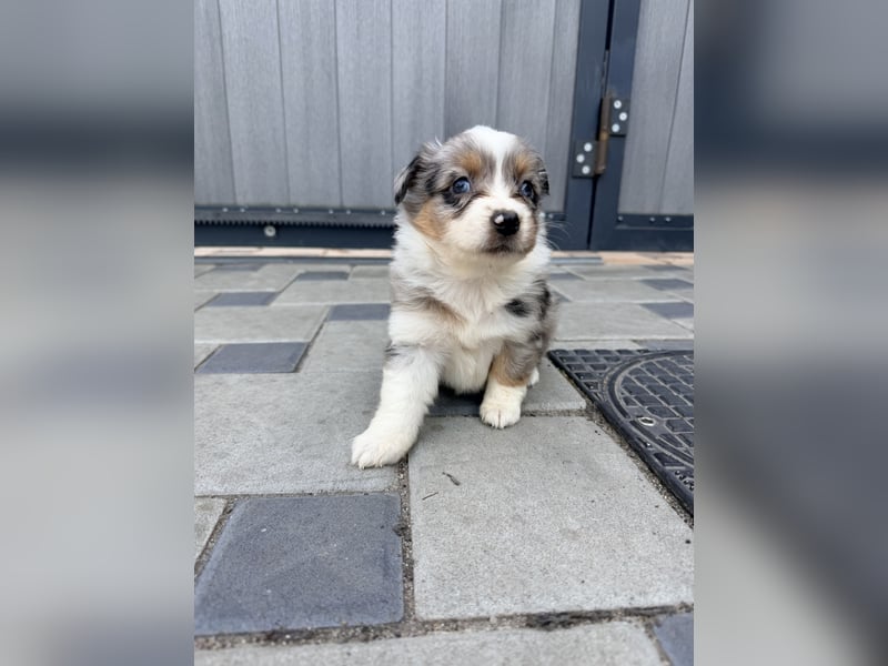 Miniature American Shepherd Hündin – Blue Merle – ausgeglichene Arbeitslinien