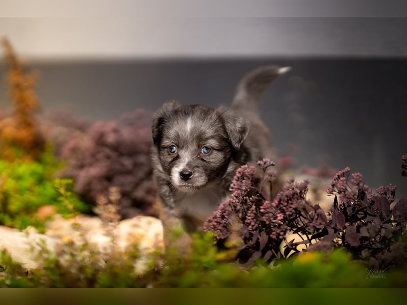 Miniature American Shepherd Welpen – Atypic Merle, Cryptic Merle & Lilac – Hündinnen und Rüde