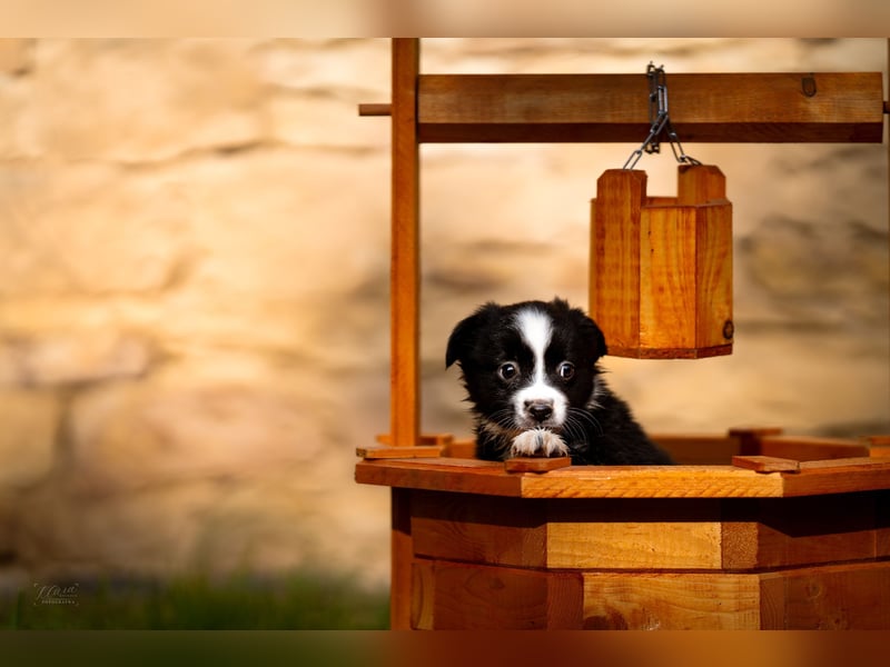 Miniature American Shepherd – Black Bicolor – blaues Auge