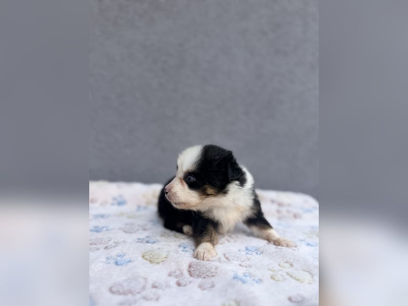 Miniature American Shepherd Hündinnen – Toy Größe – blaue Augen – kleine Linie