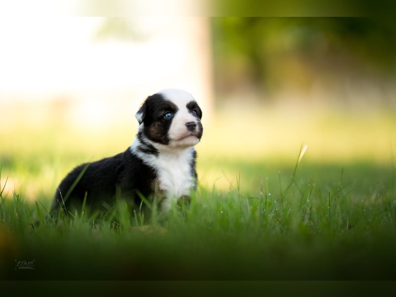 Miniature American Shepherd – Black Tri Rüden – blaue Augen