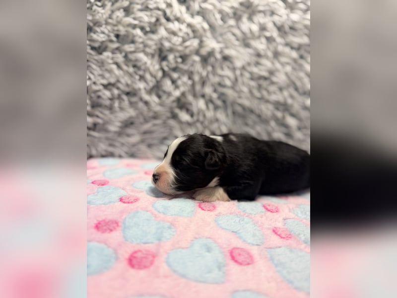 Miniature American Shepherd – typvoller Aussie-Typ – kräftiger Kopf – internationale Linien