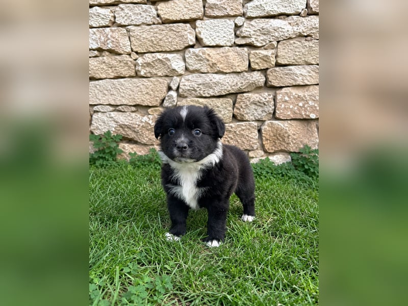 Miniature American Shepherd Welpen – Atypic Merle, Cryptic Merle & Lilac – Hündinnen und Rüde