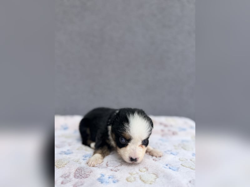Miniature American Shepherd Hündinnen – Toy Größe – blaue Augen – kleine Linie