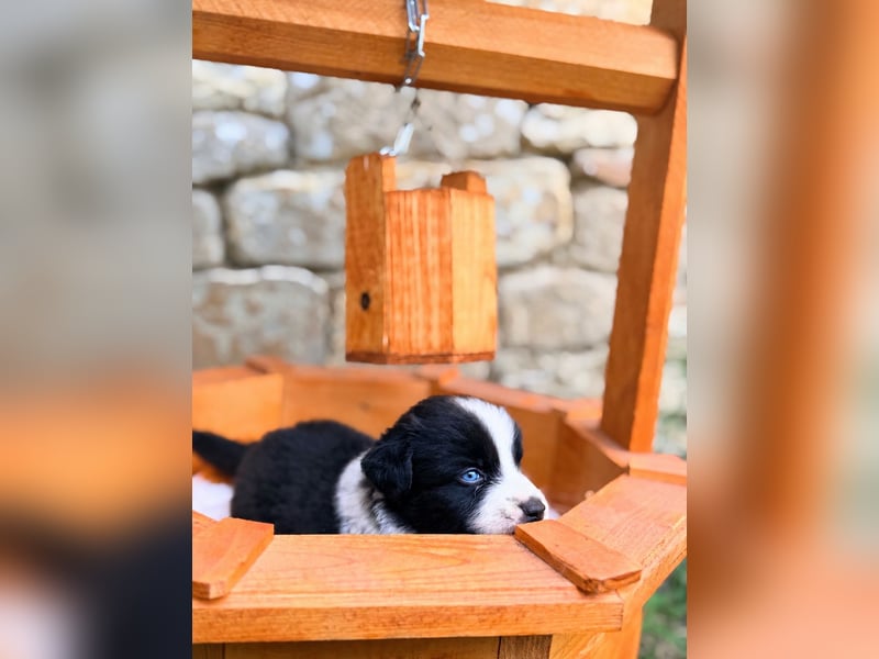 Miniature American Shepherd – Black Bicolor – blaues Auge