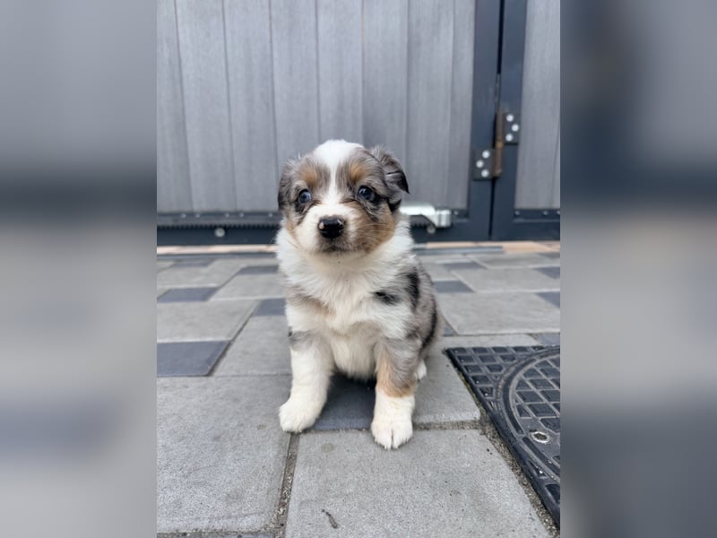 Miniature American Shepherd Hündin – Blue Merle – ausgeglichene Arbeitslinien