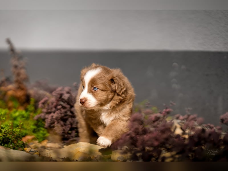 Miniature American Shepherd Welpen – Atypic Merle, Cryptic Merle & Lilac – Hündinnen und Rüde