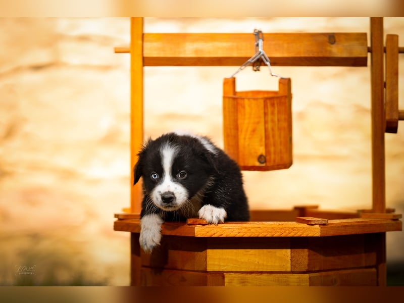 Miniature American Shepherd – Black Bicolor – blaues Auge