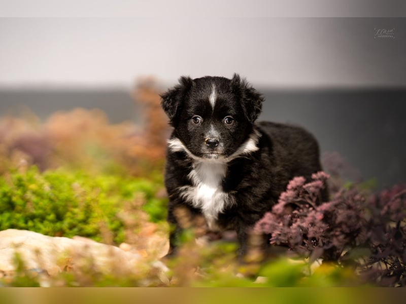 Miniature American Shepherd Welpen – Atypic Merle, Cryptic Merle & Lilac – Hündinnen und Rüde