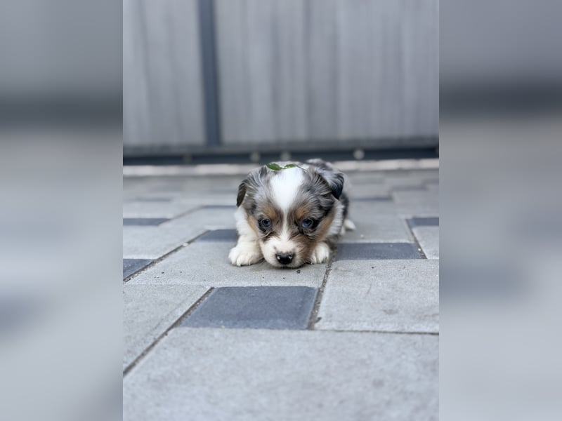 Miniature American Shepherd Hündin – Blue Merle – ausgeglichene Arbeitslinien