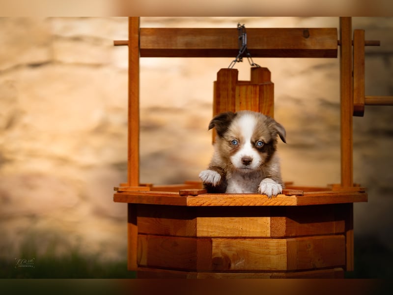 Miniature American Shepherd Welpe – Red Merle Bicolor Hündin - blaue Augen