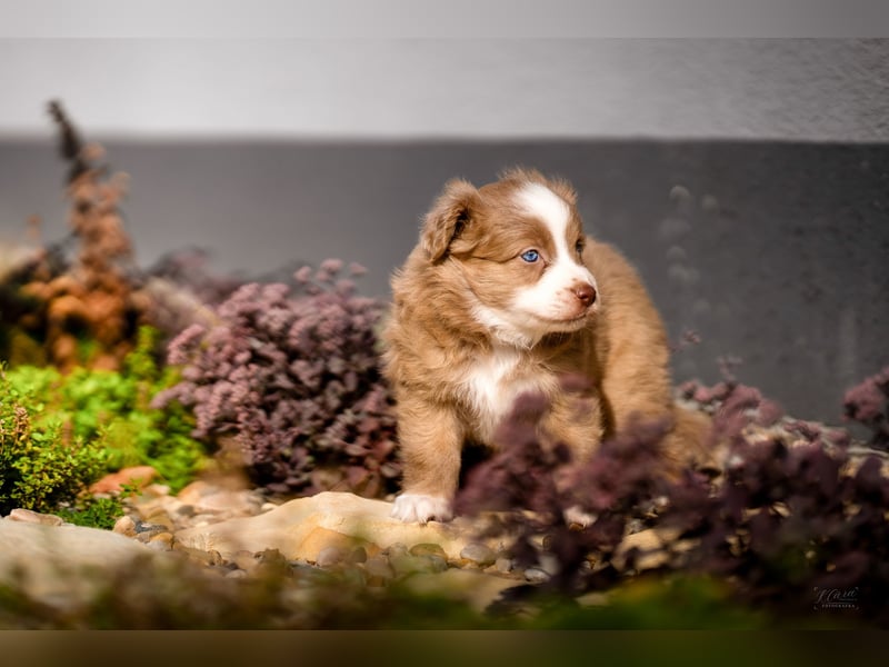 Miniature American Shepherd Welpen – Atypic Merle, Cryptic Merle & Lilac – Hündinnen und Rüde