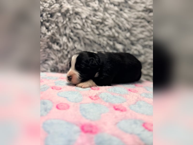 Miniature American Shepherd – typvoller Aussie-Typ – kräftiger Kopf – internationale Linien