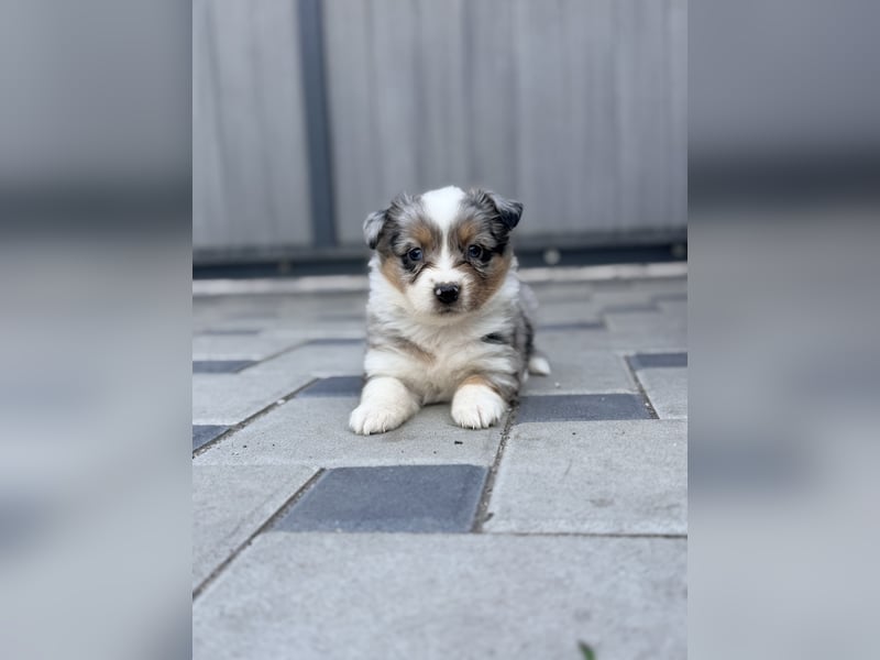 Miniature American Shepherd Hündin – Blue Merle – ausgeglichene Arbeitslinien