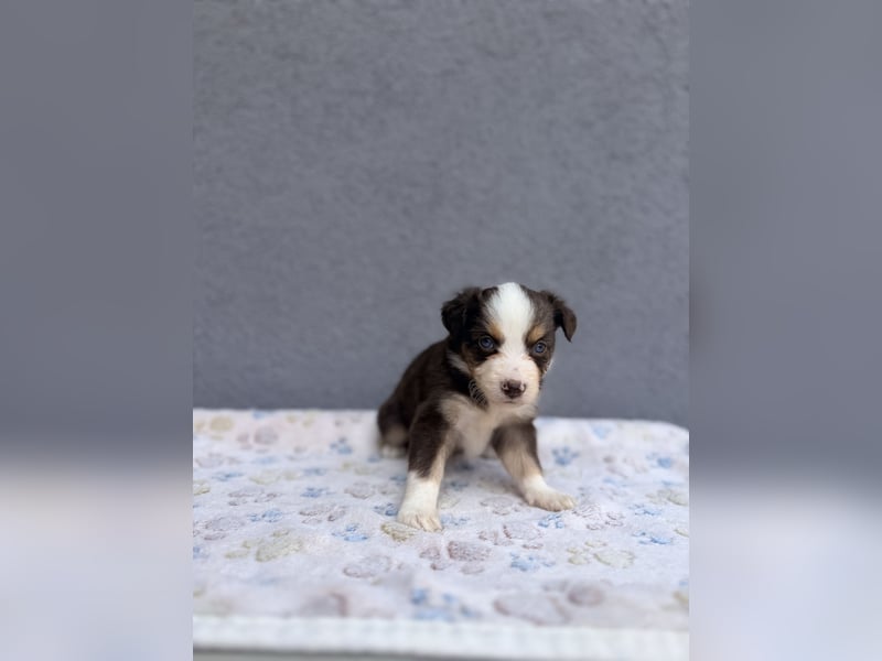 Miniature American Shepherd Hündinnen – Toy Größe – blaue Augen – kleine Linie