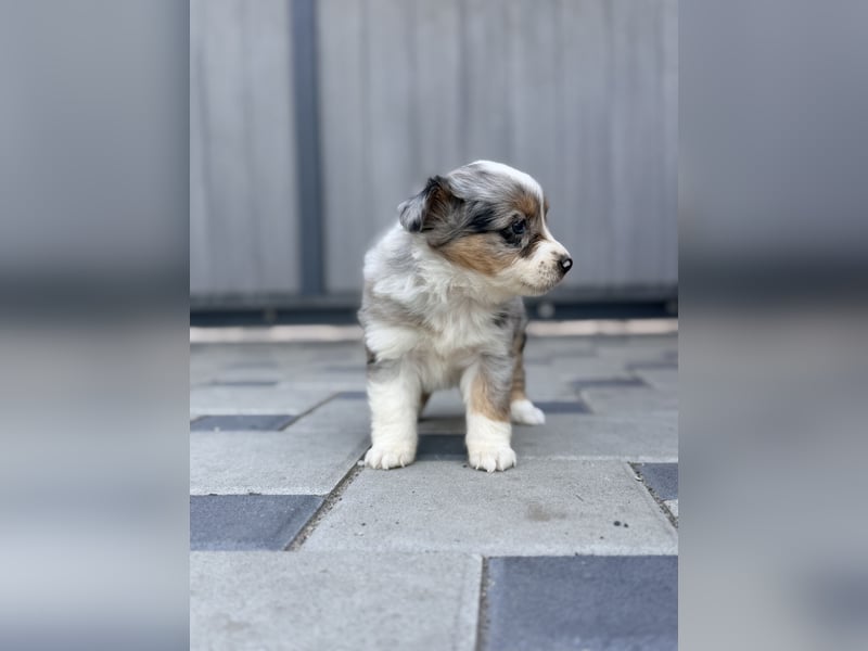 Miniature American Shepherd Hündin – Blue Merle – ausgeglichene Arbeitslinien