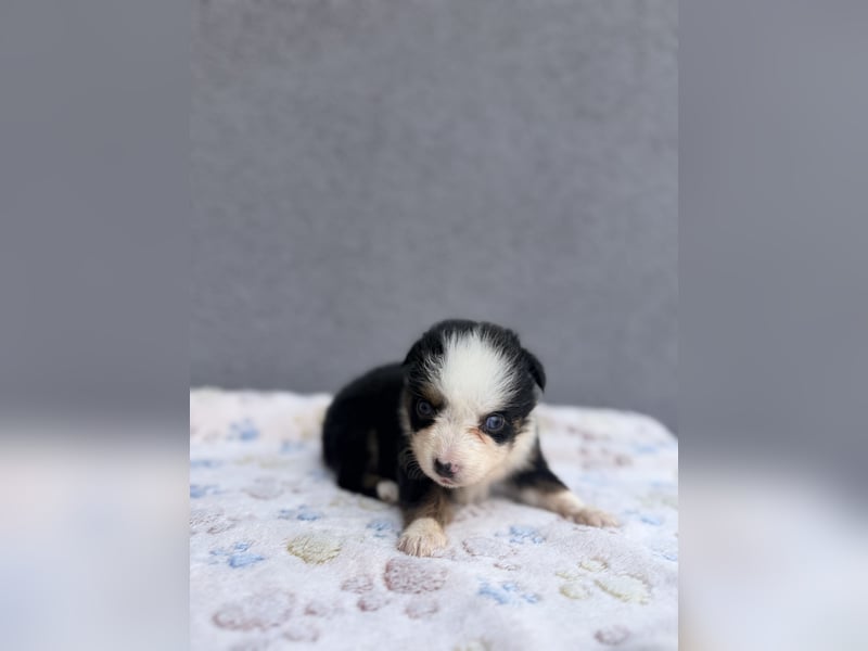 Miniature American Shepherd Hündinnen – Toy Größe – blaue Augen – kleine Linie