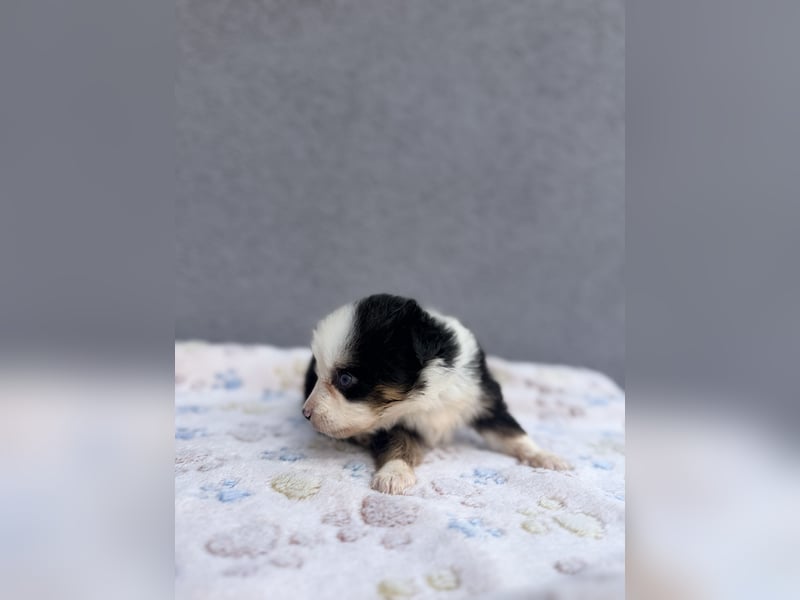 Miniature American Shepherd Hündinnen – Toy Größe – blaue Augen – kleine Linie