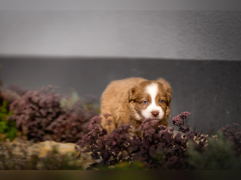Miniature American Shepherd Welpen – Atypic Merle, Cryptic Merle & Lilac – Hündinnen und Rüde