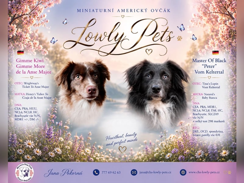 Miniature American Shepherd Welpen – Atypic Merle, Cryptic Merle & Lilac – Hündinnen und Rüde