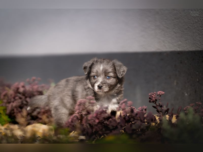 Miniature American Shepherd Welpen – Atypic Merle, Cryptic Merle & Lilac – Hündinnen und Rüde