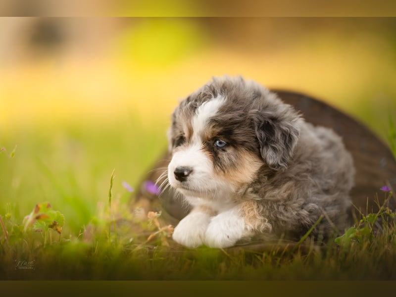 Miniature American Shepherd – typvoller Aussie-Typ – kräftiger Kopf – internationale Linien