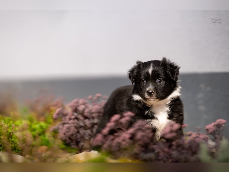 Miniature American Shepherd Welpen – Atypic Merle, Cryptic Merle & Lilac – Hündinnen und Rüde