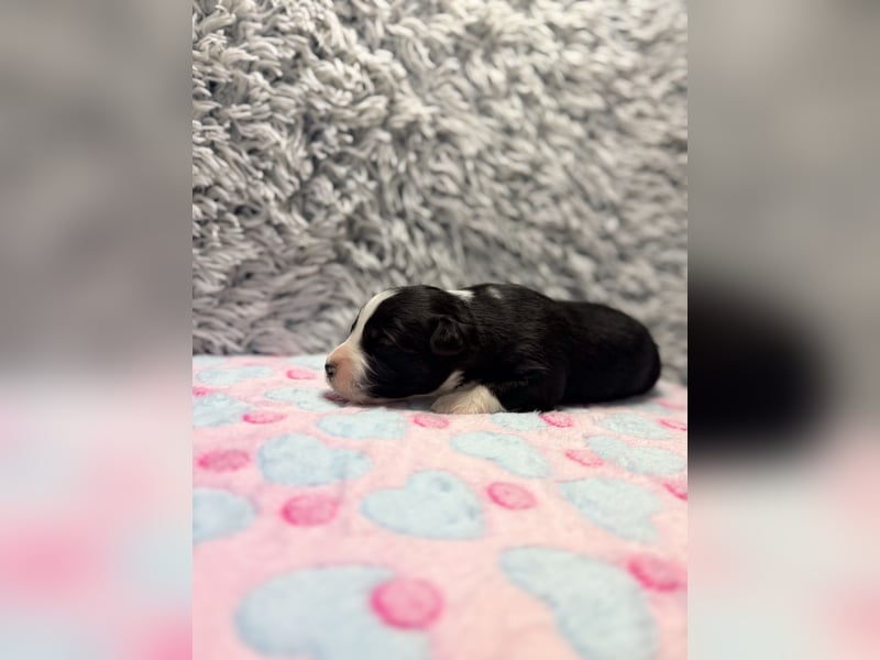 Miniature American Shepherd – typvoller Aussie-Typ – kräftiger Kopf – internationale Linien