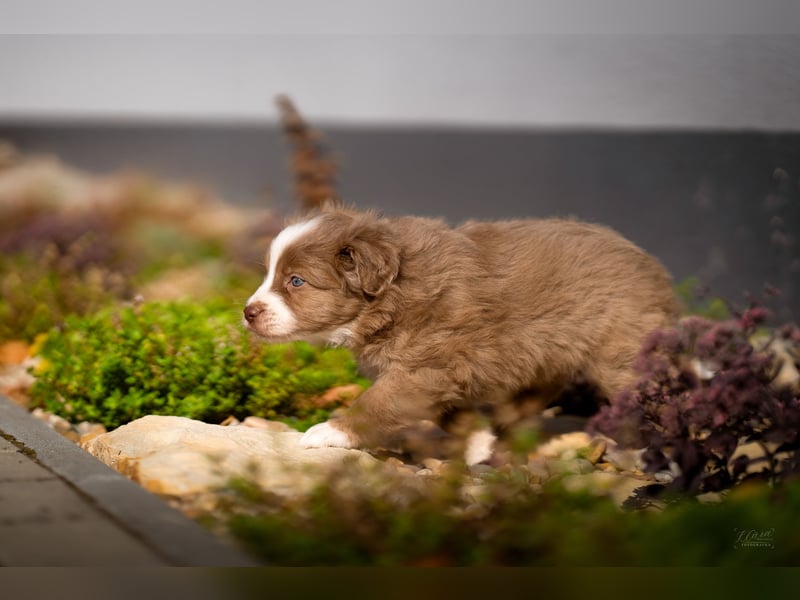 Miniature American Shepherd Welpen – Atypic Merle, Cryptic Merle & Lilac – Hündinnen und Rüde