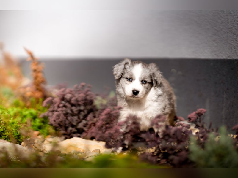 Miniature American Shepherd Welpen – Atypic Merle, Cryptic Merle & Lilac – Hündinnen und Rüde