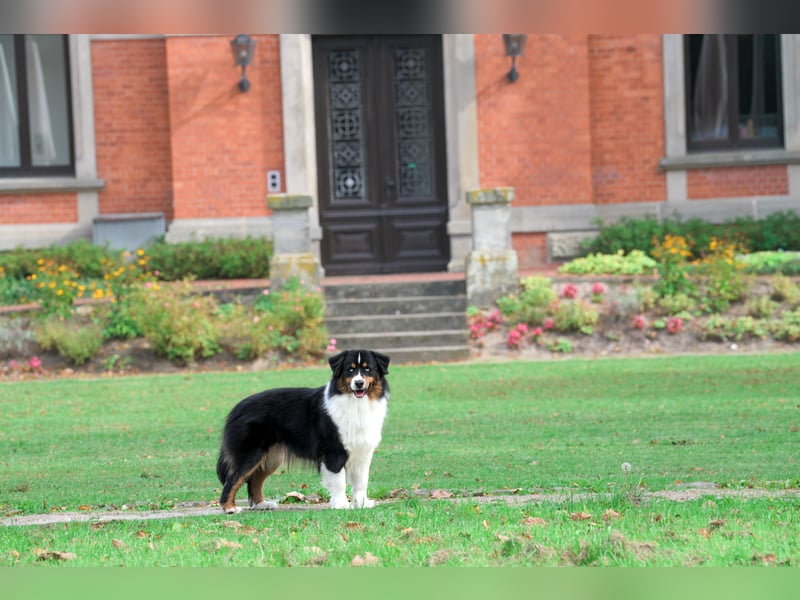 5 ⭐️ ⭐️ ⭐️ ⭐️ ⭐️ Zuhause für außergewöhnlichen Traumhund gesucht