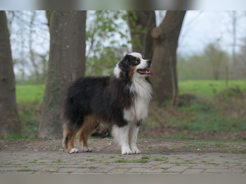 Miniature American Shepherd (Mini Aussie) Rüde – liebevoller Familienhund sucht Zuhause