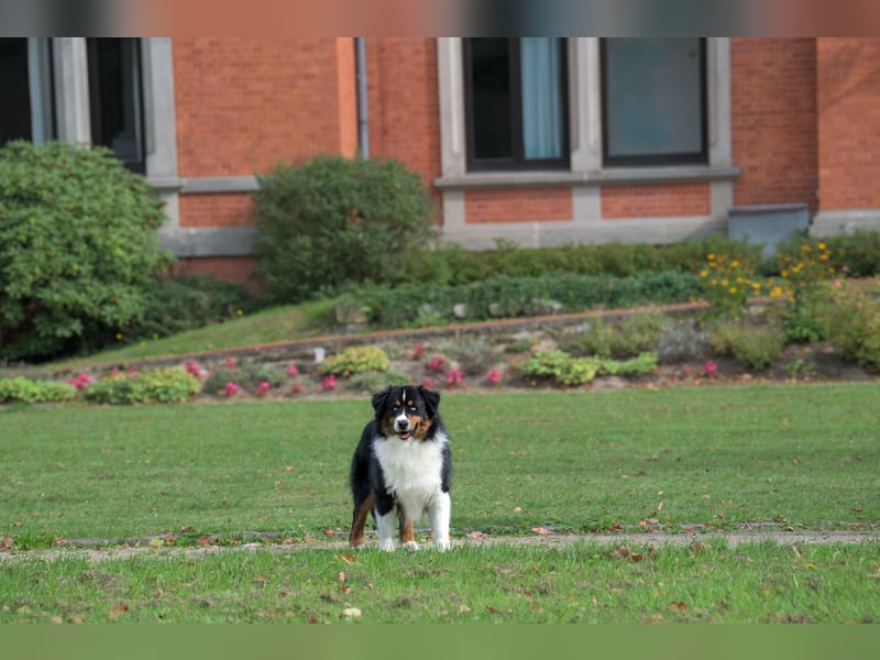 Miniature American Shepherd (Mini Aussie) Rüde – außergewöhnlicher Begleiter mit Charisma