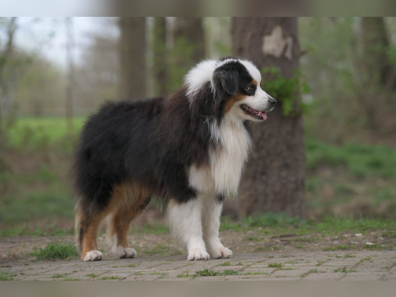 Miniature American Shepherd (Mini Aussie) Rüde – liebevoller Familienhund sucht Zuhause