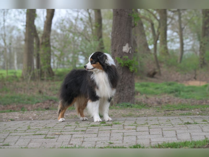 Miniature American Shepherd (Mini Aussie) Rüde – liebevoller Familienhund sucht Zuhause