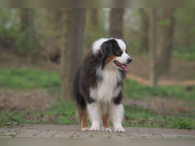 Miniature American Shepherd (Mini Aussie) Rüde – liebevoller Familienhund sucht Zuhause
