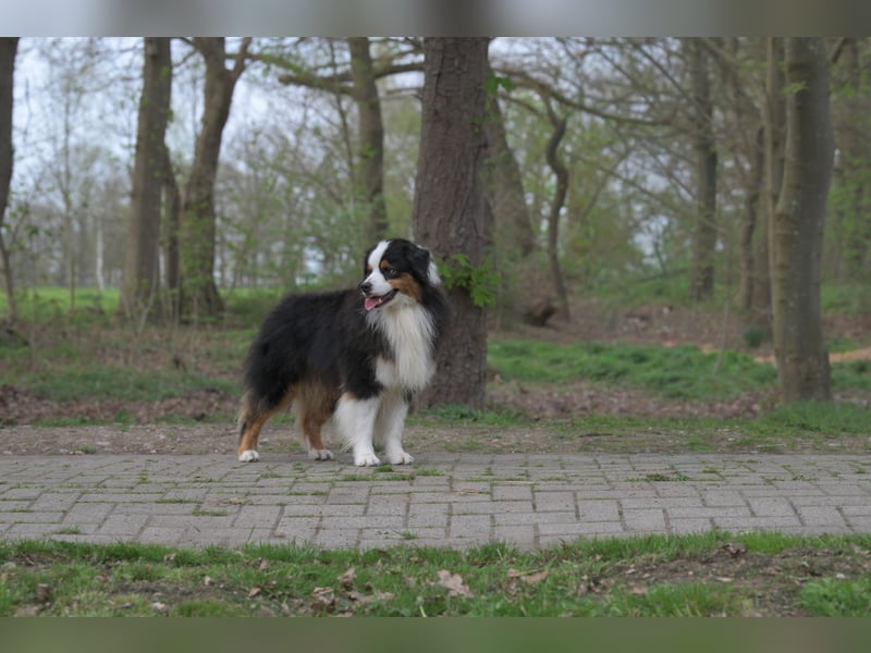 Miniature American Shepherd (Mini Aussie) Rüde – liebevoller Familienhund sucht Zuhause