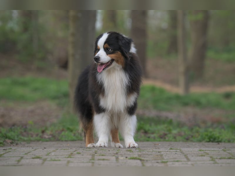 Miniature American Shepherd Rüde sucht liebevolles Zuhause