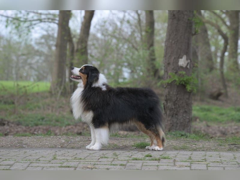Miniature American Shepherd Rüde sucht liebevolles Zuhause