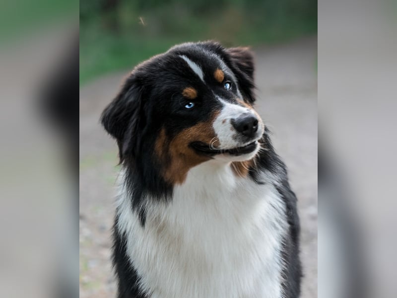 Traumhafter Miniature American Shepherd Rüde sucht Herzensmenschen