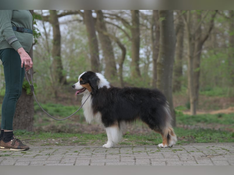 Miniature American Shepherd Rüde sucht liebevolles Zuhause